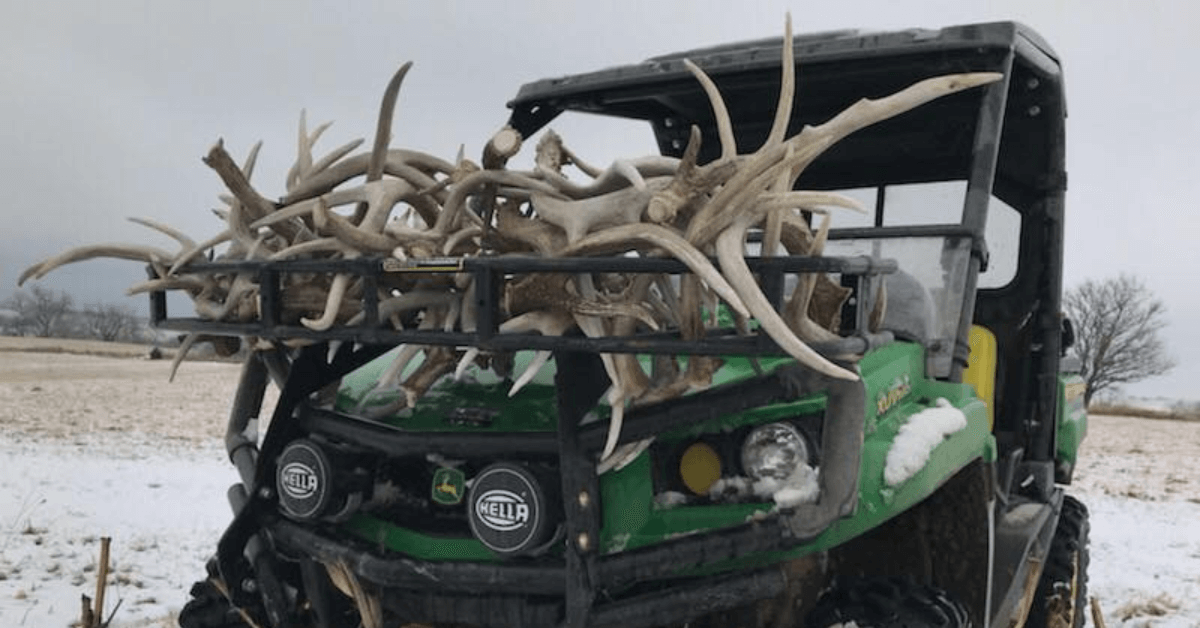 Why Deer Shed Their Antlers